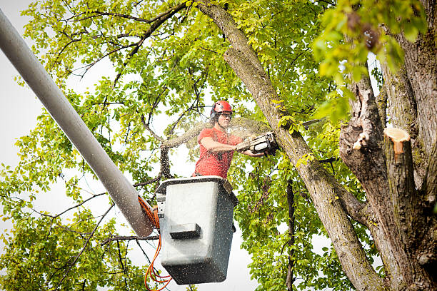 How Our Tree Care Process Works  in Sierra Ridge, CO